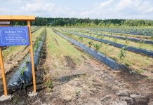 Ukraina coraz bardziej borówkowa