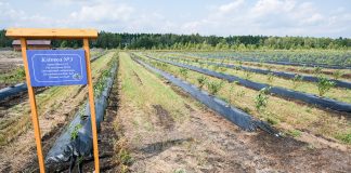 Ukraina coraz bardziej borówkowa