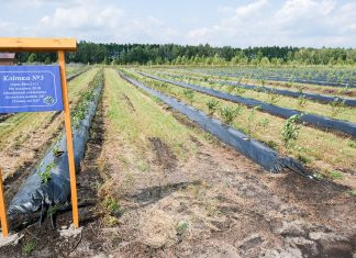 Ukraina coraz bardziej borówkowa