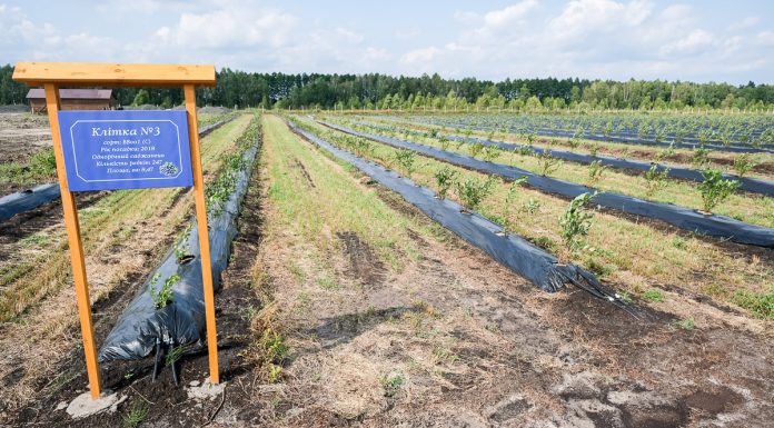 Ukraina coraz bardziej borówkowa