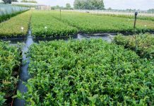 Przed zakupem roślin warto odwiedzić szkółkę. Polska Borówka