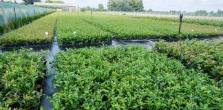 Przed zakupem roślin warto odwiedzić szkółkę. Polska Borówka