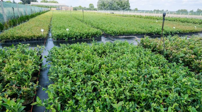 Przed zakupem roślin warto odwiedzić szkółkę. Polska Borówka