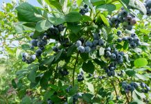 Borówka wysoka: trzeba się śpieszyć, ale powoli