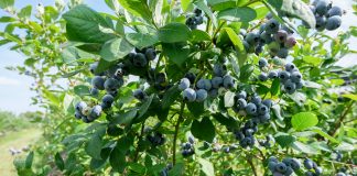 Borówka wysoka: trzeba się śpieszyć, ale powoli