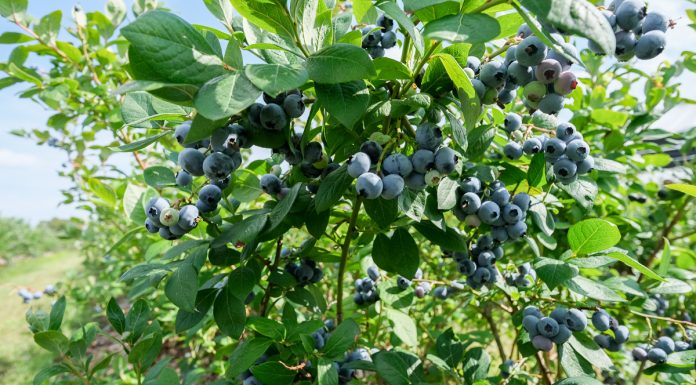 Borówka wysoka: trzeba się śpieszyć, ale powoli