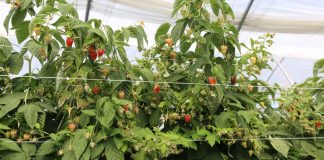 Susza, upały, zalania. FILM- wspomaganie roślin.