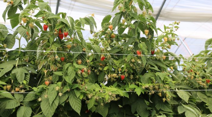 Malinowe Warsztaty już 8 września – dlaczego warto się zapisać?