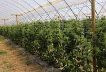 Doświadczenia uprawowe z malinami w tunelu zblokowanym