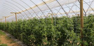 Doświadczenia uprawowe z malinami w tunelu zblokowanym