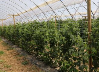 Doświadczenia uprawowe z malinami w tunelu zblokowanym