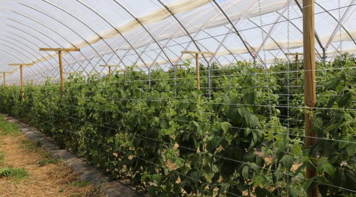 Doświadczenia uprawowe z malinami w tunelu zblokowanym