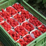 Zarabiaj na malinach! Trendy, technologie i strategie przyszłości