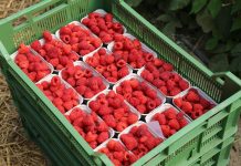 Zarabiaj na malinach! Trendy, technologie i strategie przyszłości