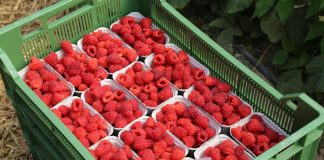 Zarabiaj na malinach! Trendy, technologie i strategie przyszłości