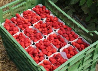 Zarabiaj na malinach! Trendy, technologie i strategie przyszłości