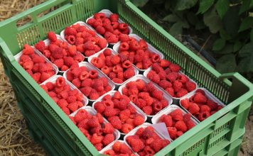 Zarabiaj na malinach! Trendy, technologie i strategie przyszłości