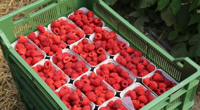 Zarabiaj na malinach! Trendy, technologie i strategie przyszłości