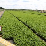 IMG_1582poland_plants_plug