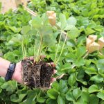 IMG_1588poland_plants_plug