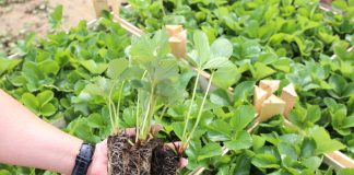 Rośliny pod stałą kontrolą- nowe przepisy i regulacje PIORiN