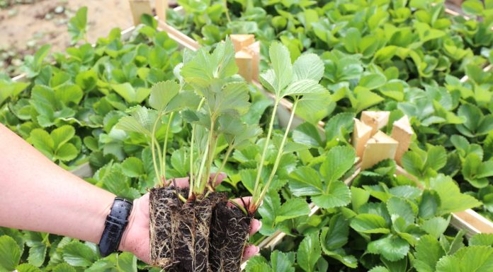 Rośliny pod stałą kontrolą- nowe przepisy i regulacje PIORiN