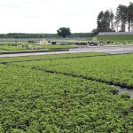 IMG_1625poland_plants_plug
