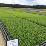 IMG_1638poland_plants_plug