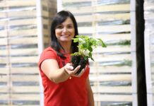 Sadzonki truskawek – plug czy frigo plug?