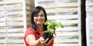 Sadzonki truskawek – plug czy frigo plug?