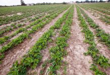 Truskawki – co jeszcze można zrobić przed zimą