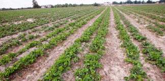 Truskawki – co jeszcze można zrobić przed zimą