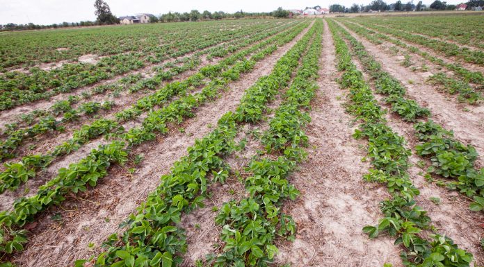 Truskawki – co jeszcze można zrobić przed zimą