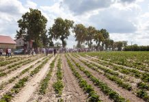 Przygotowania do sezonu truskawkowego (cz. I)