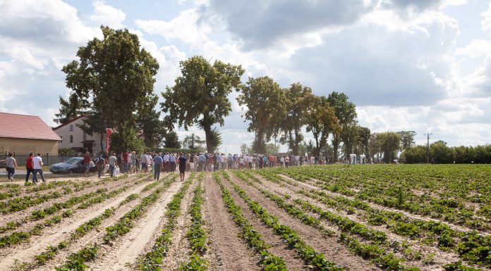 Przygotowania do sezonu truskawkowego (cz. I)
