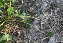 Sposób na rozłogi w uprawie truskawek