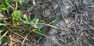 Sposób na rozłogi w uprawie truskawek