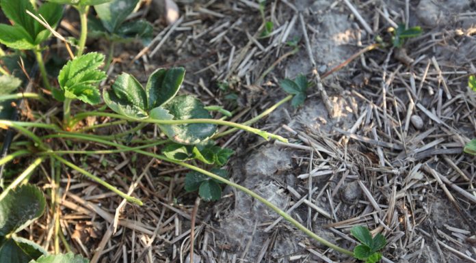 Sposób na rozłogi w uprawie truskawek