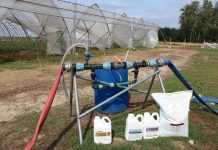 Nawożenie truskawek w tunelach po zbiorze owoców