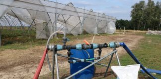 Nawożenie truskawek w tunelach po zbiorze owoców