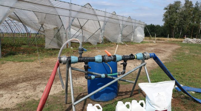 Nawożenie truskawek w tunelach po zbiorze owoców