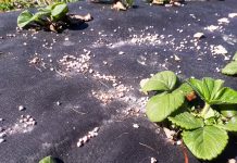 Dopłaty do nawozów – wymagane dokumenty