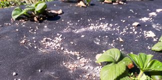 Dopłaty do nawozów – wymagane dokumenty