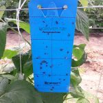 Niebieska tablica do monitoringuwciornastkówmalina_monitoring_m
