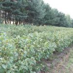 Plantacja po zbiorach 18.072019