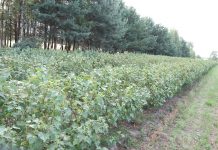 Porzeczkowe plantacje – niezbędne zabiegi po zbiorze owoców