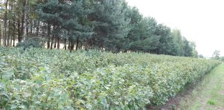 Porzeczkowe plantacje – niezbędne zabiegi po zbiorze owoców