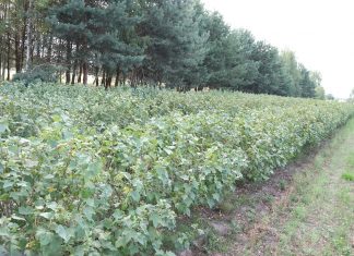 Porzeczkowe plantacje – niezbędne zabiegi po zbiorze owoców