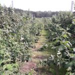 Plantacja przed usunięciem starych pedówmalina_monitoring_m