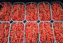 Czerwona porzeczka w szpalerze i trochę inne nawożenie